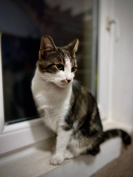 istock Beautiful little fury yellow grey cat 1451739356