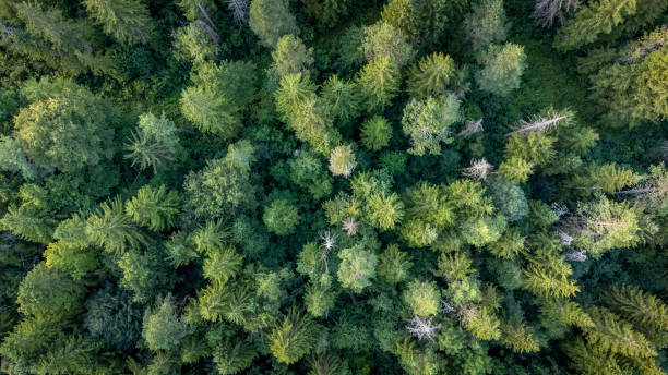 istock Overhead shot of spruce forest 1451739686