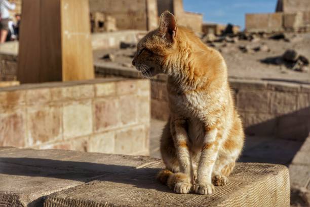 beautiful kitten try to understand what I am doing . Beautiful click