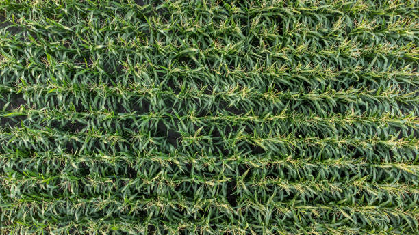 istock Overhead shot of a cornfield 1451740381