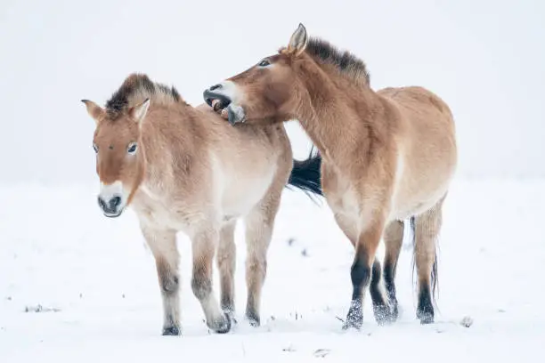 Two Przewalski's horses walking through the winter landscape. One horse is nibbling the other. Snow with mongolian horse. Winter season.