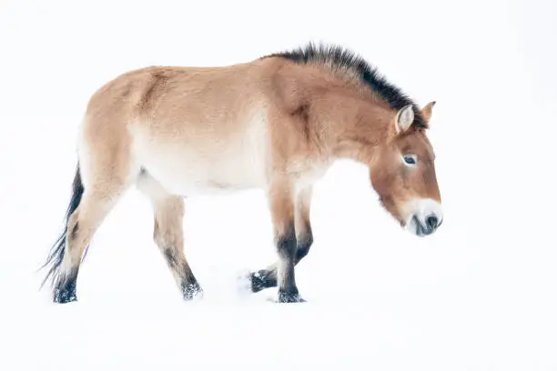 Przewalski's horse walking sideways, head down in the snow. Isolated wild horse in snowy winter landscape. Kertak. Equus ferus