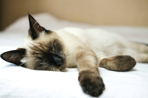 Siamese cat white backgrund