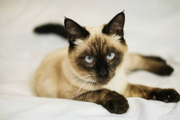 istock A fluffy Siamese cat with blue eyes is resting on the bed. Side view, close-up. 1451742823