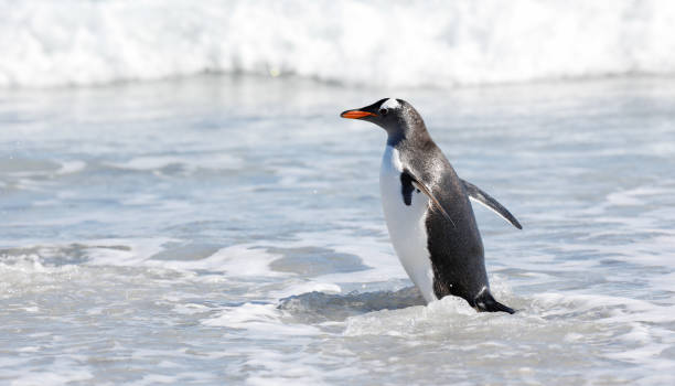 istock Gentoo penguin walking in the breaking waves. Falklands. 1451742891