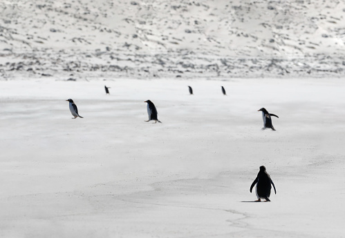 A lonely gentoo penguin watching other penguins walking on a sandy beach. Falkdlands, Antarctica.