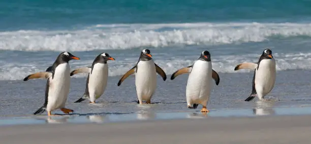 Photo of A group of five gentoo penguins walking on a sandy beach. Falkdlands, Antarctica.