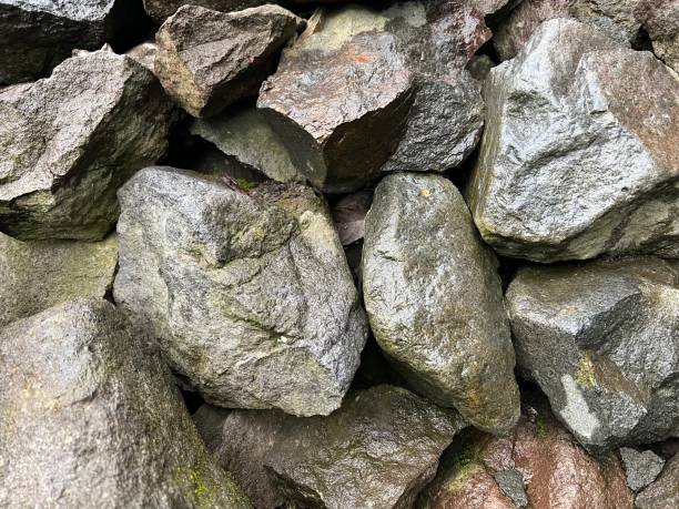 istock plants around a collection of rocks 1451745332