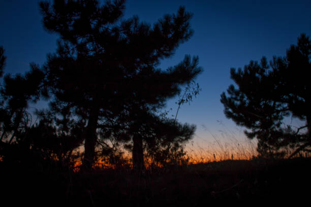 Pine trees silhouettes on hill landscape photo. Beautiful nature scenery photography with sunset sky on background. Idyllic scene. High quality picture for wallpaper, travel blog, magazine, article