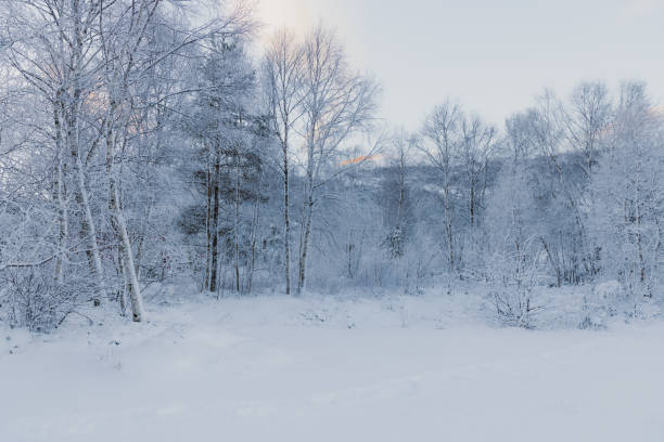 Scenic view of the frozen pine forest covered by the deep snow by the lake in Scandinavia