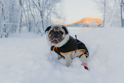Small beautiful dog in jacket and orange socks relaxing in the snowy pine woodland by the lake with scenic mountain view iN Scandinavia
