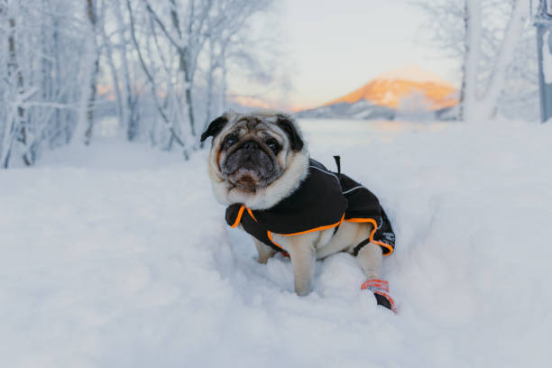cute pug enjoying the christmas time outdoors in norway - christmas winter sunset snow imagens e fotografias de stock