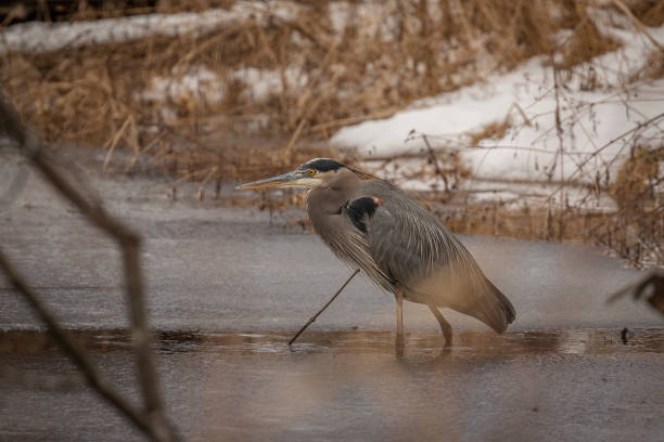 istock Great Blue Heron stands in a frozen creek 1451750940