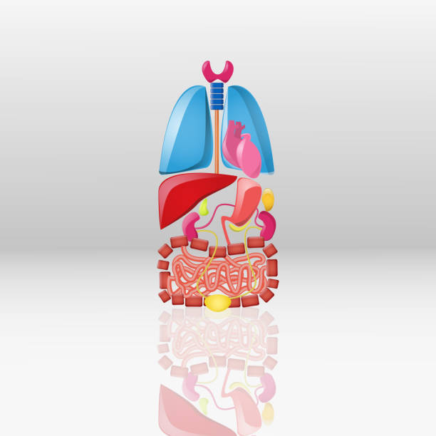 istock Cartoon internal organs set on white. Lungs, heart, kidneys, liver, intestines, bladder, pancreas and gall bladder. 1451752652