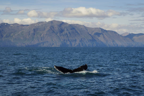 istock Killer whale tail in ocean water landscape photo 1451753156