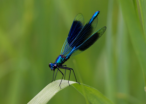 This beautiful dragonfly, basking on green background. What a beautiful shade of blue, very gorgeous.