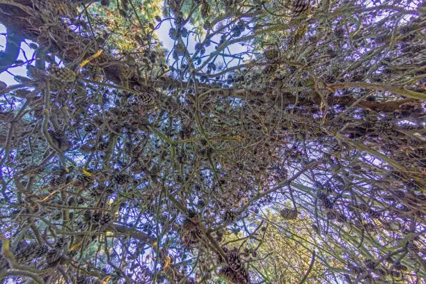 Vertical image of coniferous tree branches with pine cones against the sky in daylight