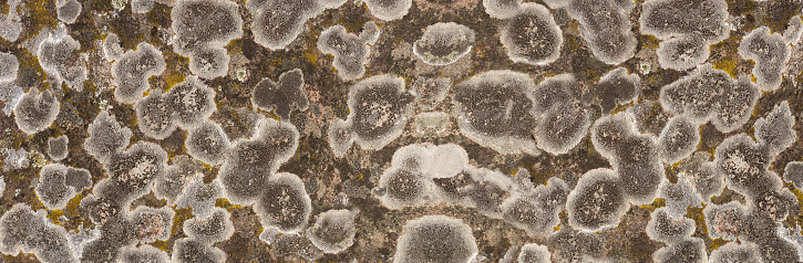 Panoramic stone surface with many large gray lichens in close-up