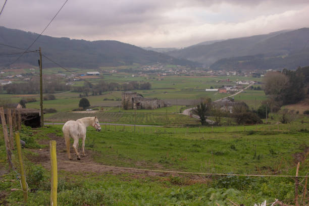 istock a white horse and a green valley 1451755628