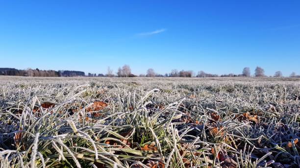 istock Field with frozen grass against the blue sky 1451756376