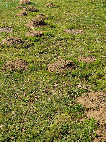 Close up of mole hills on a grass lawn
