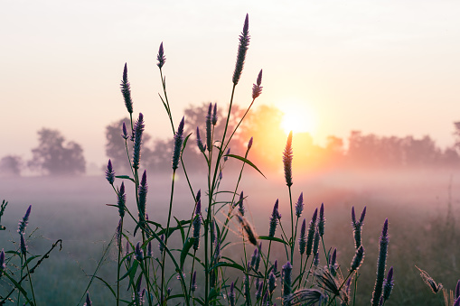 Rising sun, light fog, morning field in winter in the lower northern part of Thailand