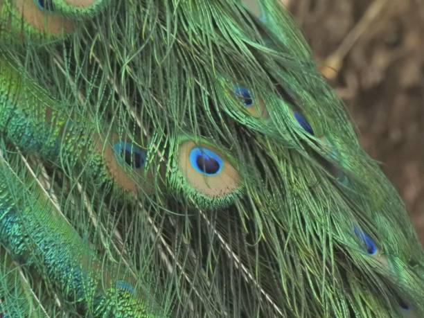 istock Feathers of the Pea 1451760108