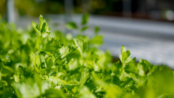 istock Parsley in a hydroponic vegetable farm 1451760872