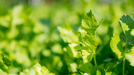 Parsley in a hydroponic vegetable farm