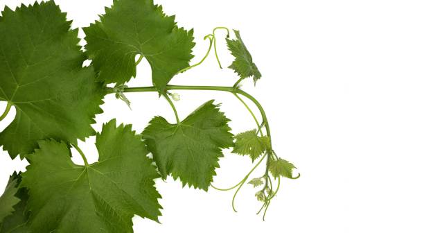 istock Vine leaves with tendrils and green sprouts on white backgroun 1451760889