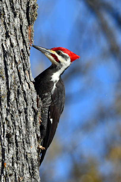 istock Pileated Woodpecker male 1451761162