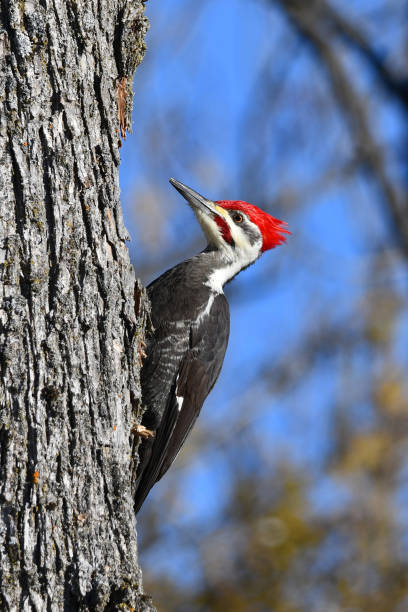 istock Pileated Woodpecker male 1451761321