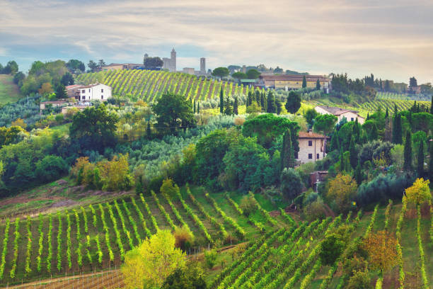 vignobles en toscane - tuscany landscape italy siena photos et images de collection