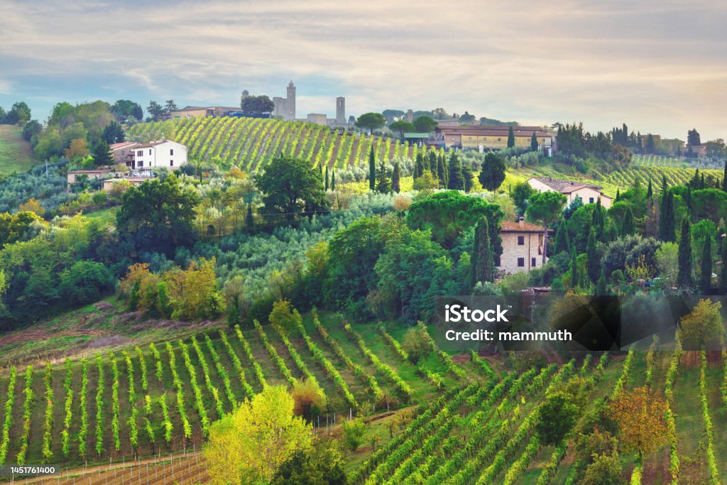 Vineyards in Tuscany Towers of San Gimignano in the background Italy Stock Photo
