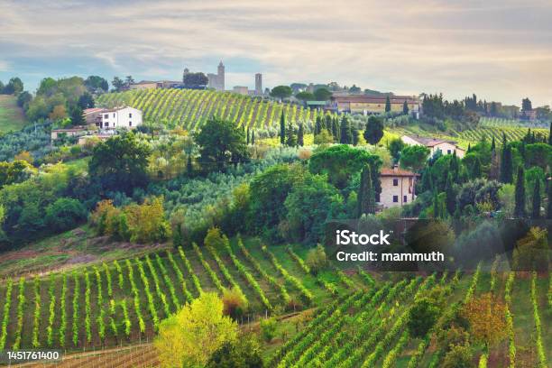 Vineyards In Tuscany Stock Photo - Download Image Now - Italy, Tuscany, Italian Culture
