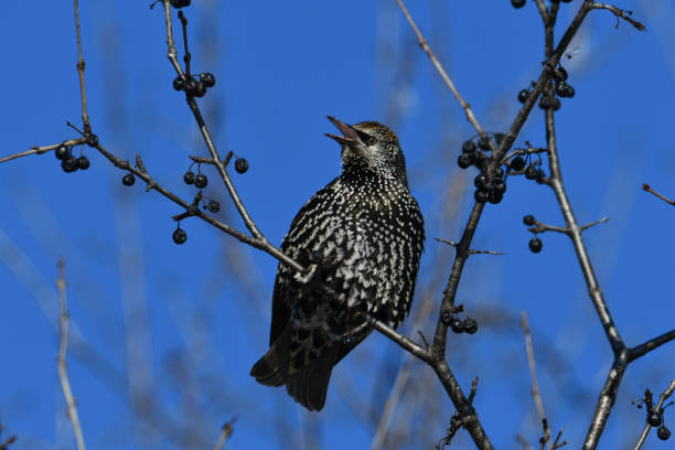 Close up photograph of a colorful European Starling bird singing