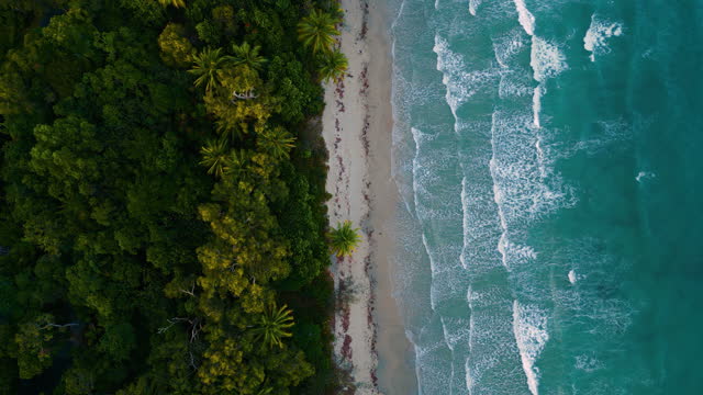 Tropical Cape Tribulation sand beach at Daintree Rainforest, beautiful aerial drone cinemagraph / seamless video loop. Clear blue water moving gently in waves, white sandy beaches and palm trees. Australia island adventures, surfing and honeymoon.