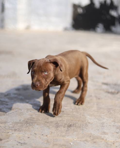 istock American pitbull terrier hummer 1451764759