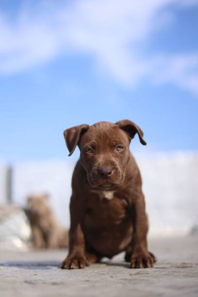 istock American pitbull terrier hummer 1451764762