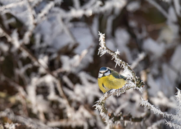 istock Puffed up Blue Tit on a snow covered tree branches with a blurred background 1451765624