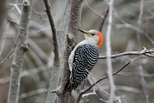 Close up of a female Red bellied Woodpecker perched on the side of a branch along the edge of a forest