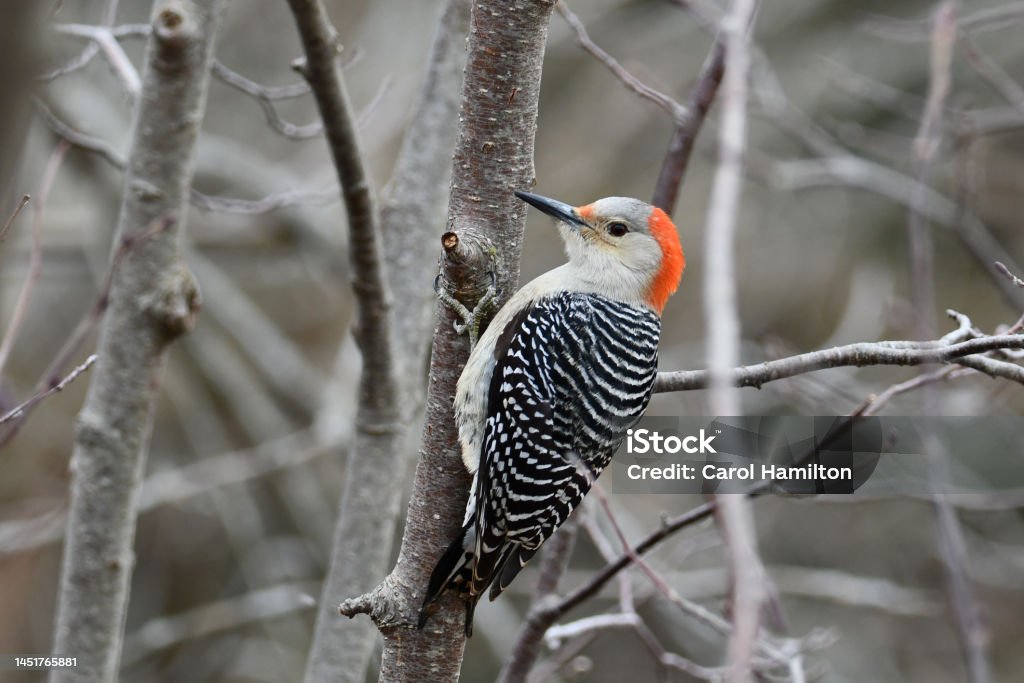 Red Bellied Woodpecker female Close up of a female Red bellied Woodpecker perched on the side of a branch along the edge of a forest Red Bellied Woodpecker Stock Photo
