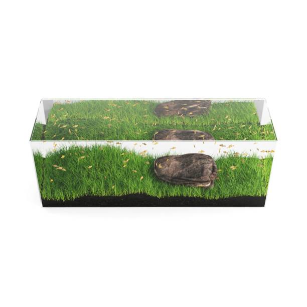 istock 3D rendering illustration of some fish in an aquarium isolated on a white background 1451766906
