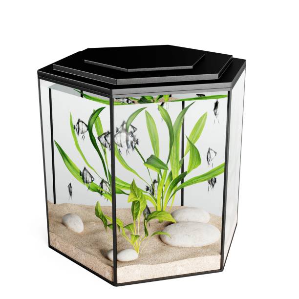istock 3D rendering illustration of some fish in an aquarium isolated on a white background 1451766921