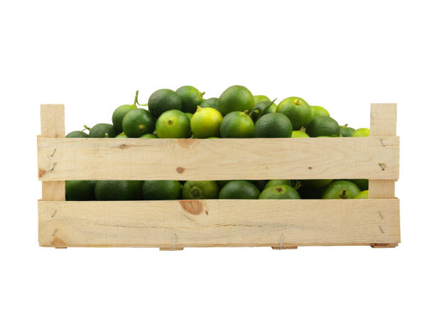 istock Fresh calamansi limes in wooden box isolated on white 1451768902