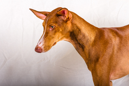 Horizontal studio portrait, medium shot, of a female podenco canario puppy. \nReddish brown color, with white line on face and yellow eyes. The dog is standing, looking intently to the right. Whitish fabric background. Tenerife, Canary Islands, Spain