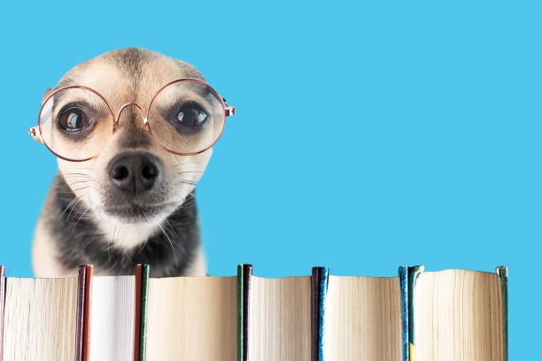 istock dog with glasses with books,smart pet student in the library,education and learning 1451769532