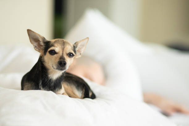 cute funny small dog lies on a pillow in bed, sleeps with the owner together stock photo