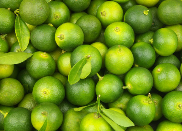 istock Fresh ripe calamansi limes  background 1451770551