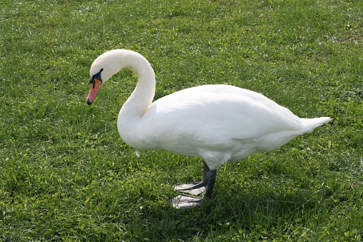 a large number of white swans on the lake in summer, many white swans are fed by people in sunny weather